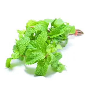 Peppermint